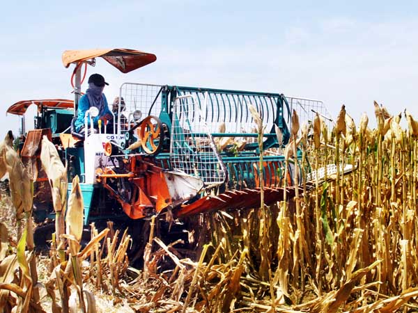 Nông dân xã Phước Sơn  ứng dụng thiết bị cơ giới vào thu hoạch bắp