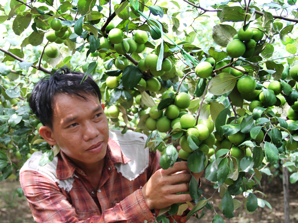 Nông dân xã Phước Sơn phát triển cây táo  đạt hiệu quả kinh tế cao.