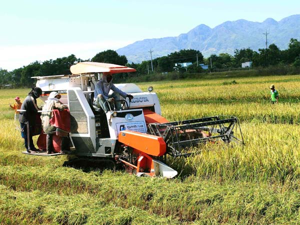 Nông dân xã Phước Thái áp dụng thiết bị cơ giới vàp thu hoạch lúa.